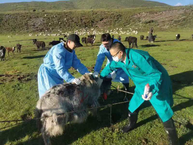 到動物場進行實地指導(dǎo)或操作