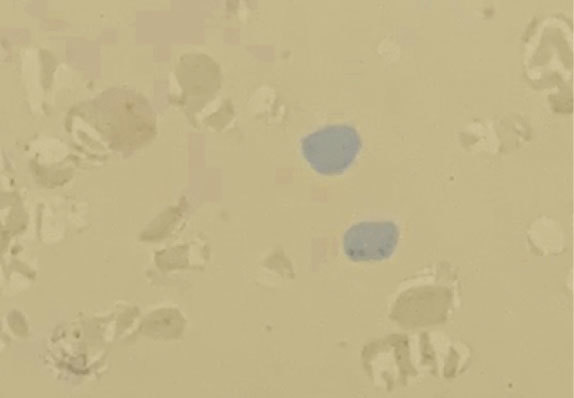 AST-D013