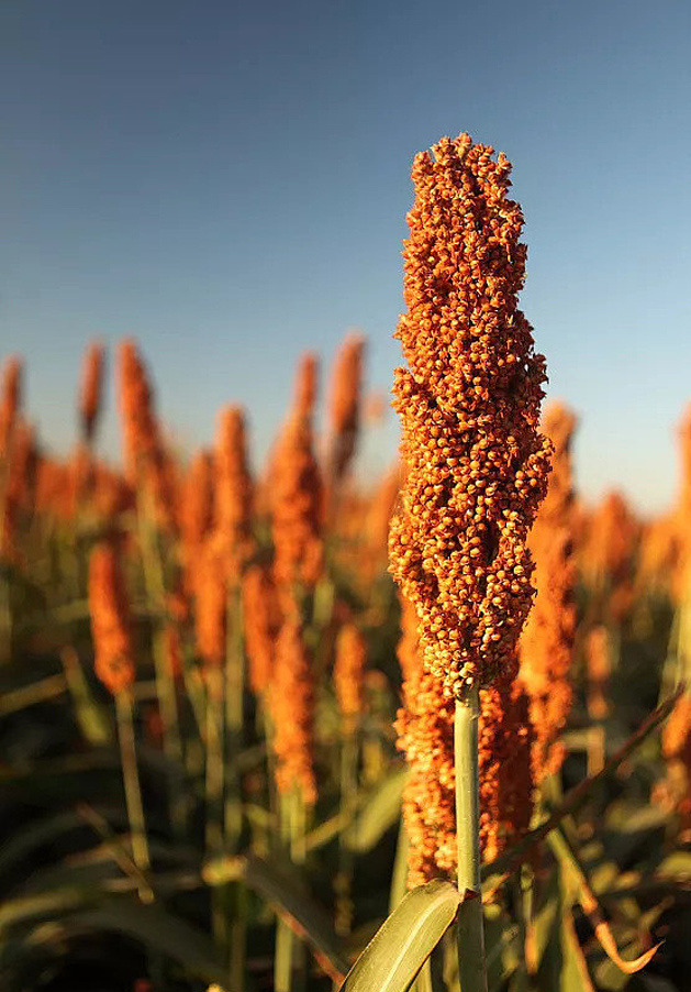 Grain Grain