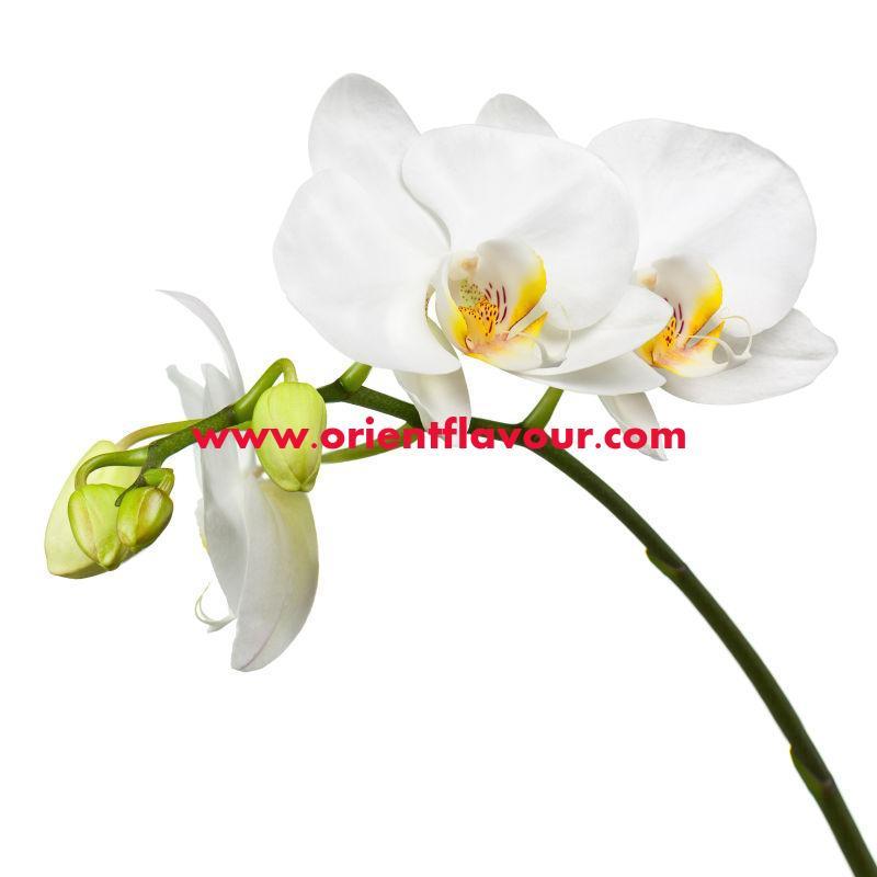 Orchid Flavor
