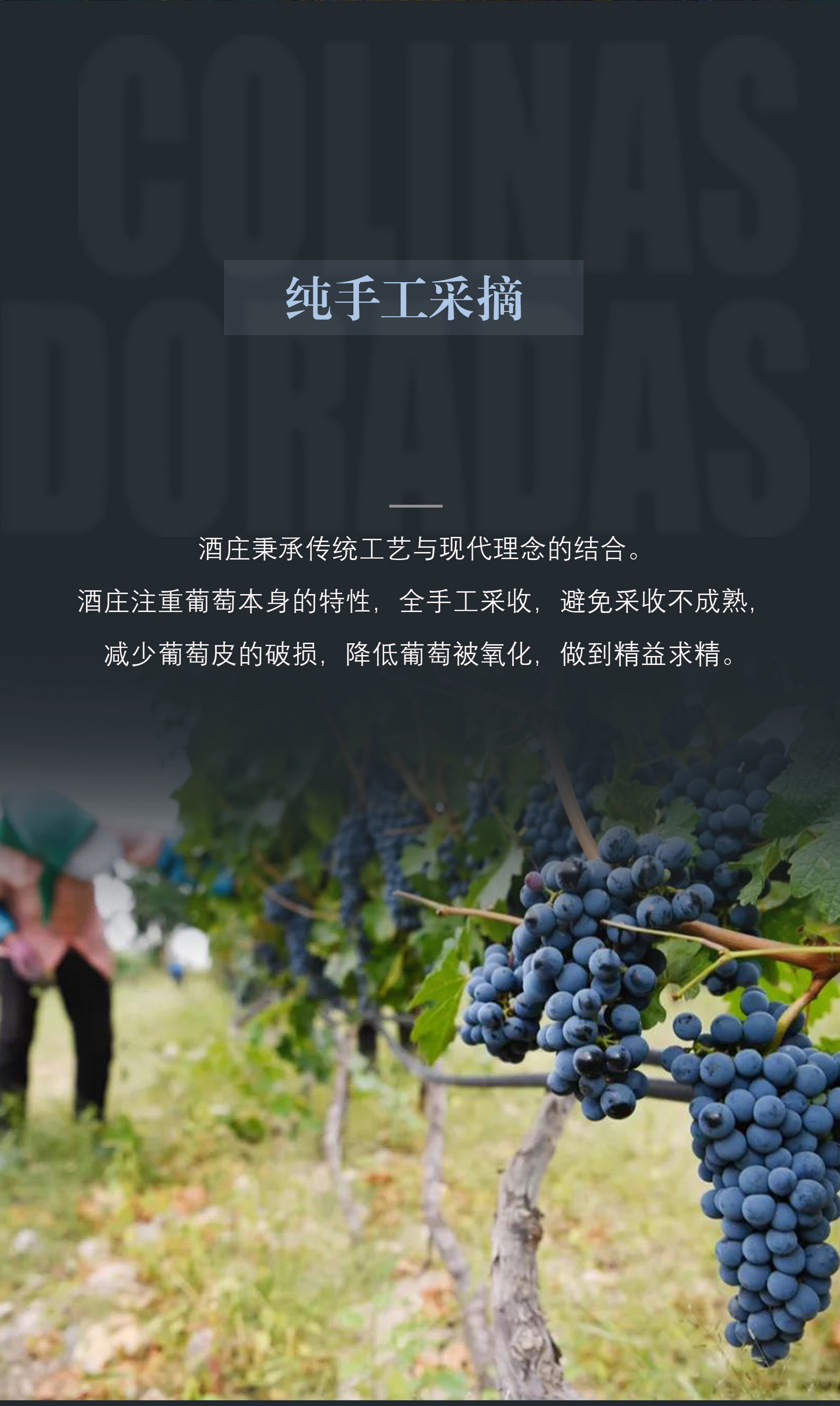 金色山丘红葡萄酒