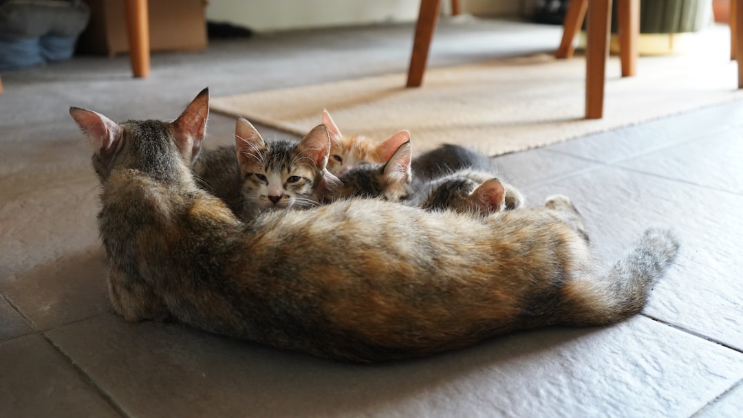 猫砂代加工的注意事项，助你轻松选择！