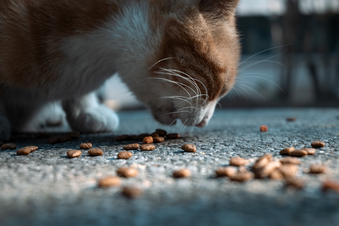 豆腐猫砂使用注意事项，让你的猫咪更快乐！