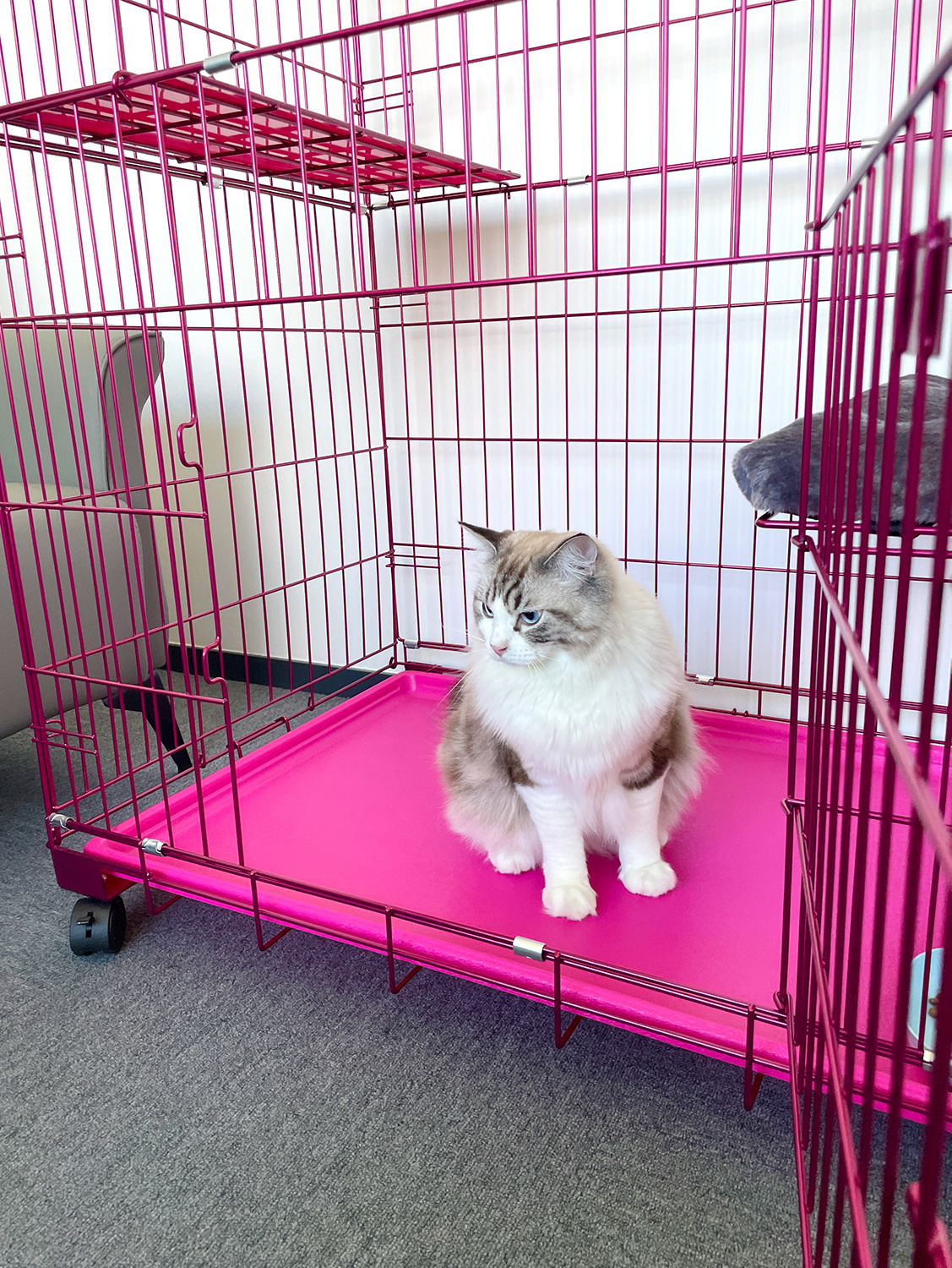 Pet Cage