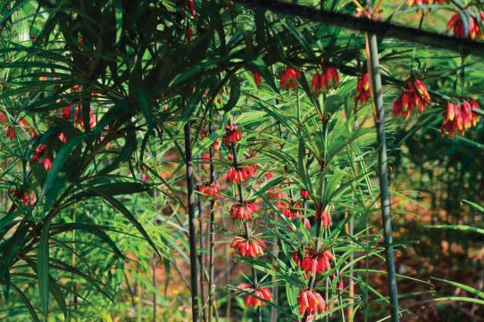 滇黃精種植技術(shù)