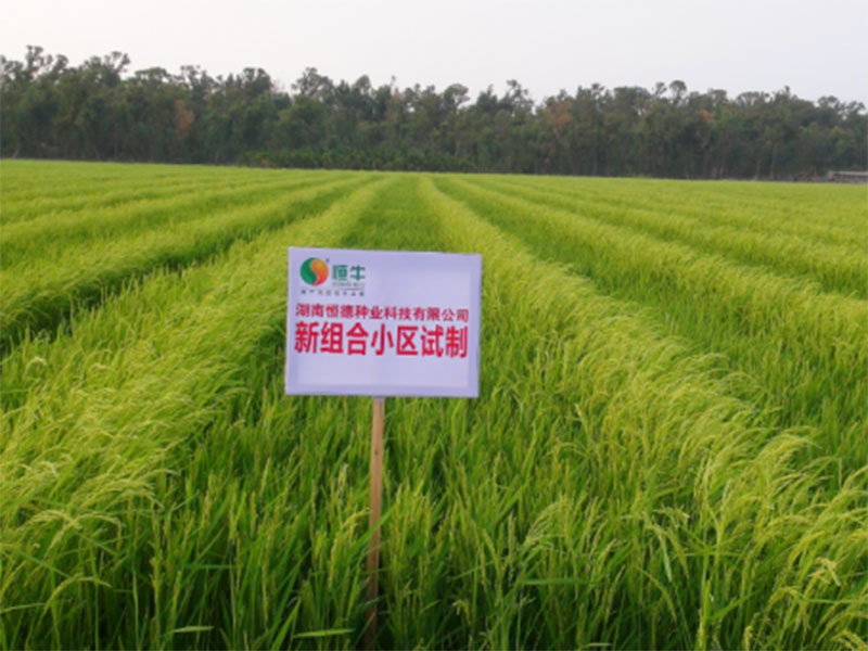 桃江科研基地