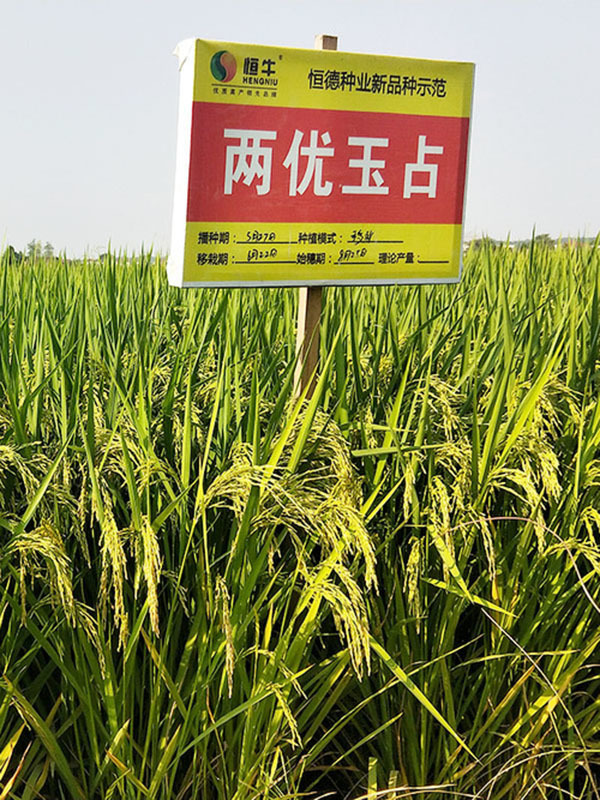 两优玉占
