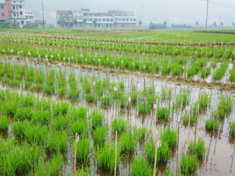 桃江科研基地