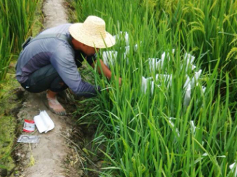 桃江科研基地