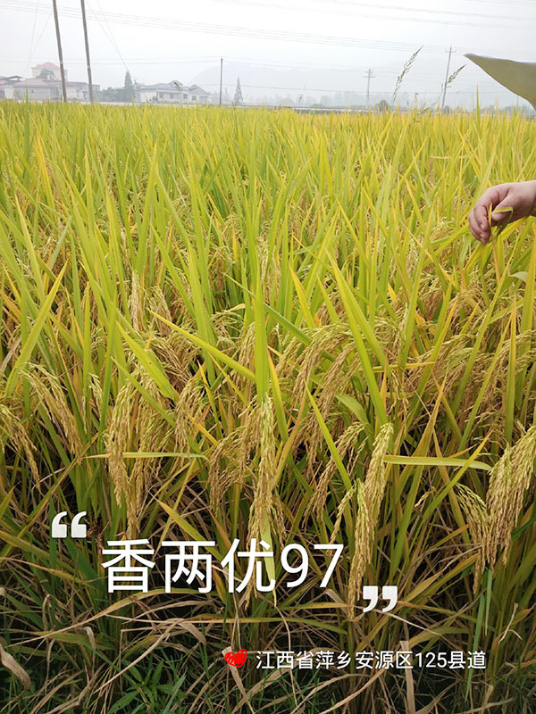 香两优97