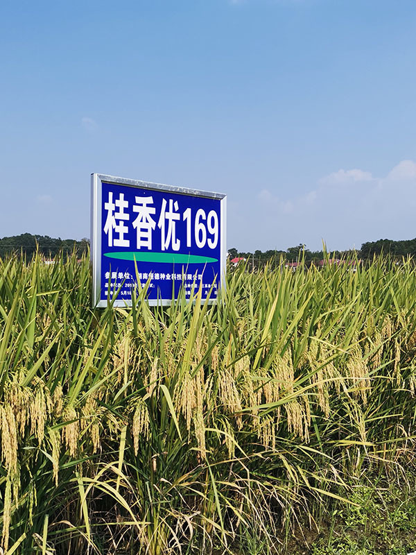 桂香优169