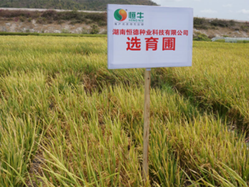 桃江科研基地