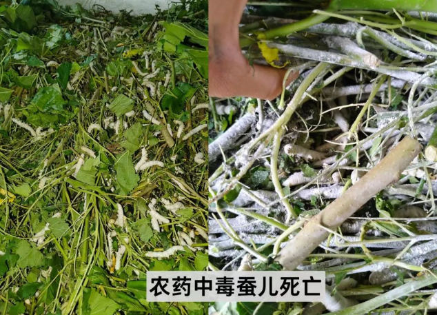 枇杷地打药导致养蚕中毒，龙安蚕农集体维权获赔
