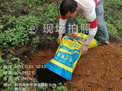 櫻花種植