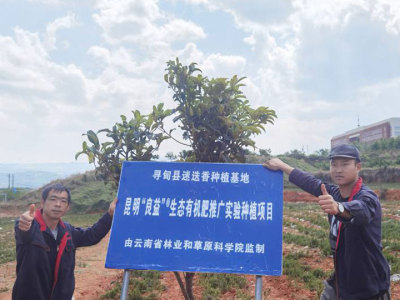 迷迭香種植