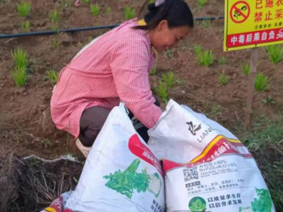 露天蔬菜種植