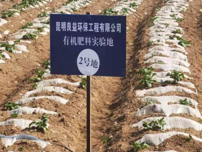 土豆種植