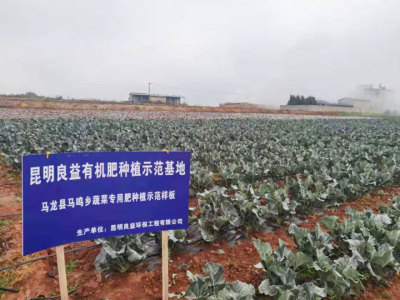 西蘭花種植
