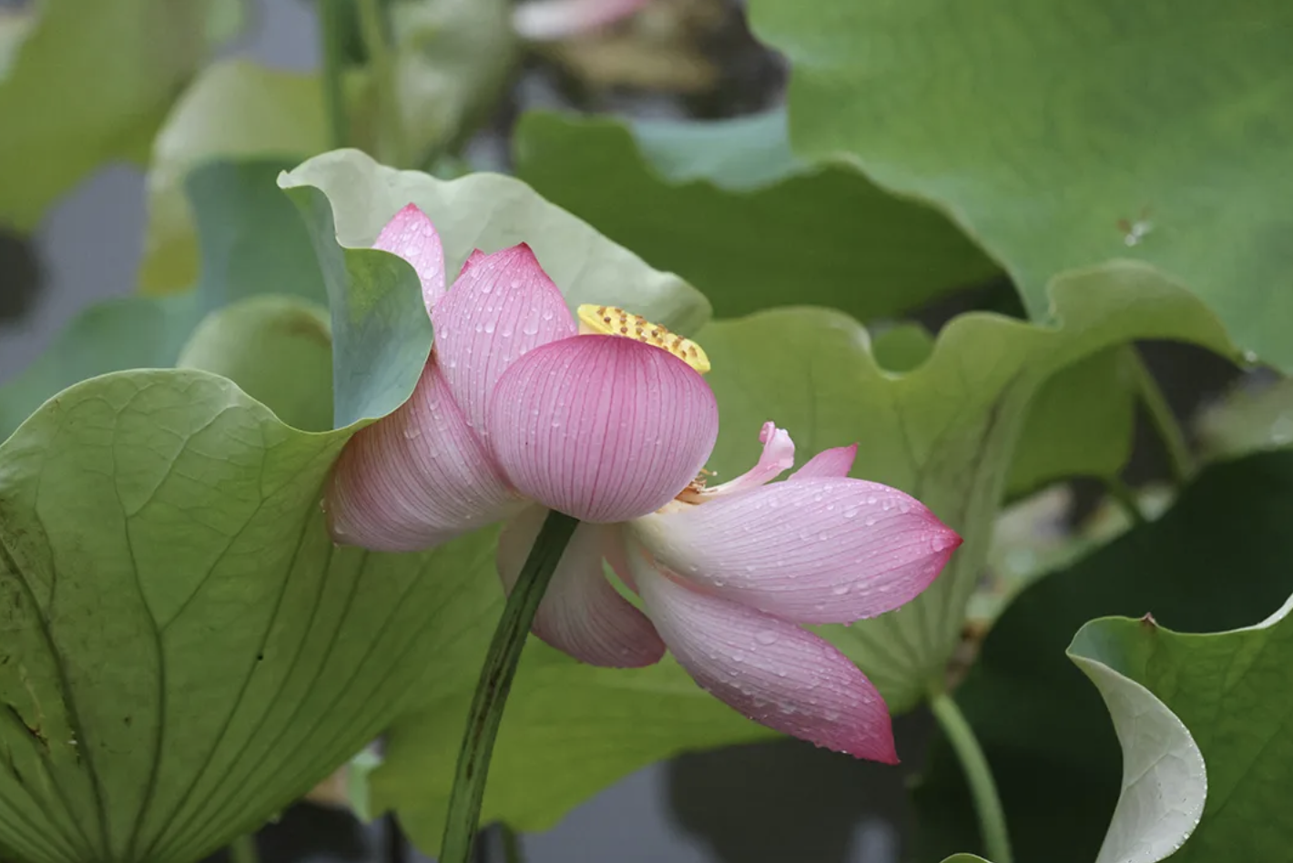 Chibi에게 Hua Lang을 보내고 와서 "행운의 연꽃" 을 얻으십시오!