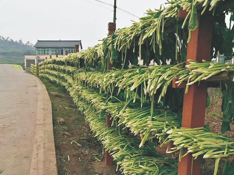 芽菜現(xiàn)代農業(yè)園