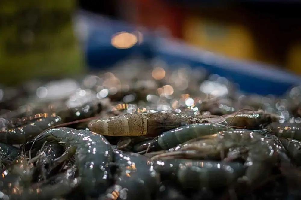 Pacific White Shrimp
