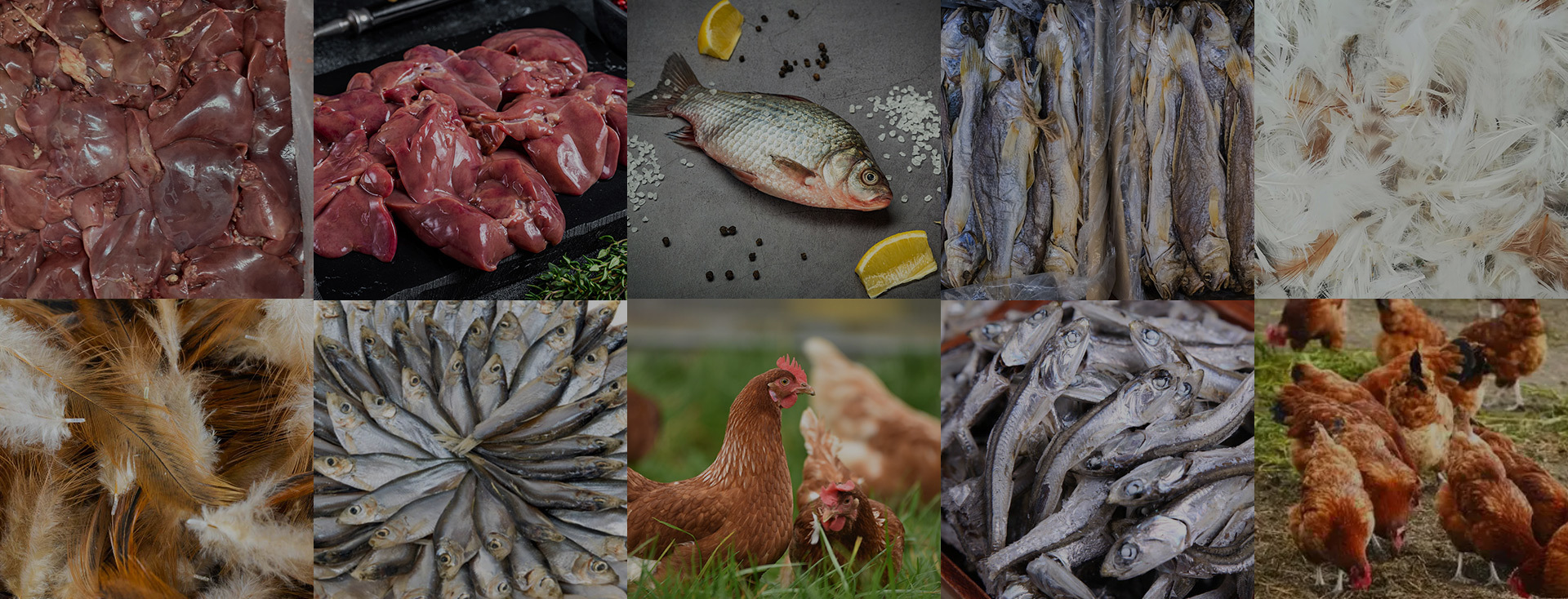 Animal-based protein feed
