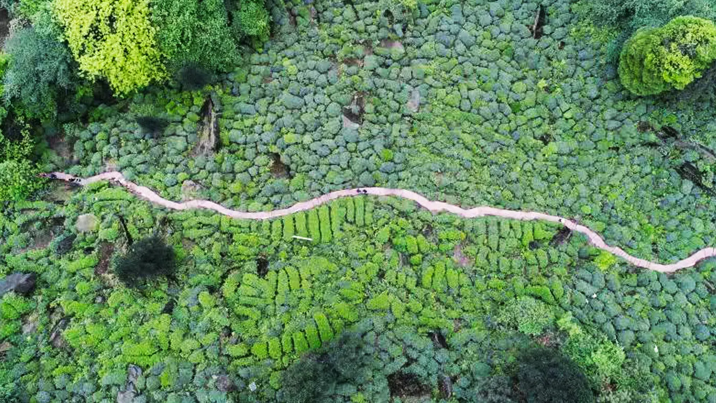 周公山茶業(yè)茶園