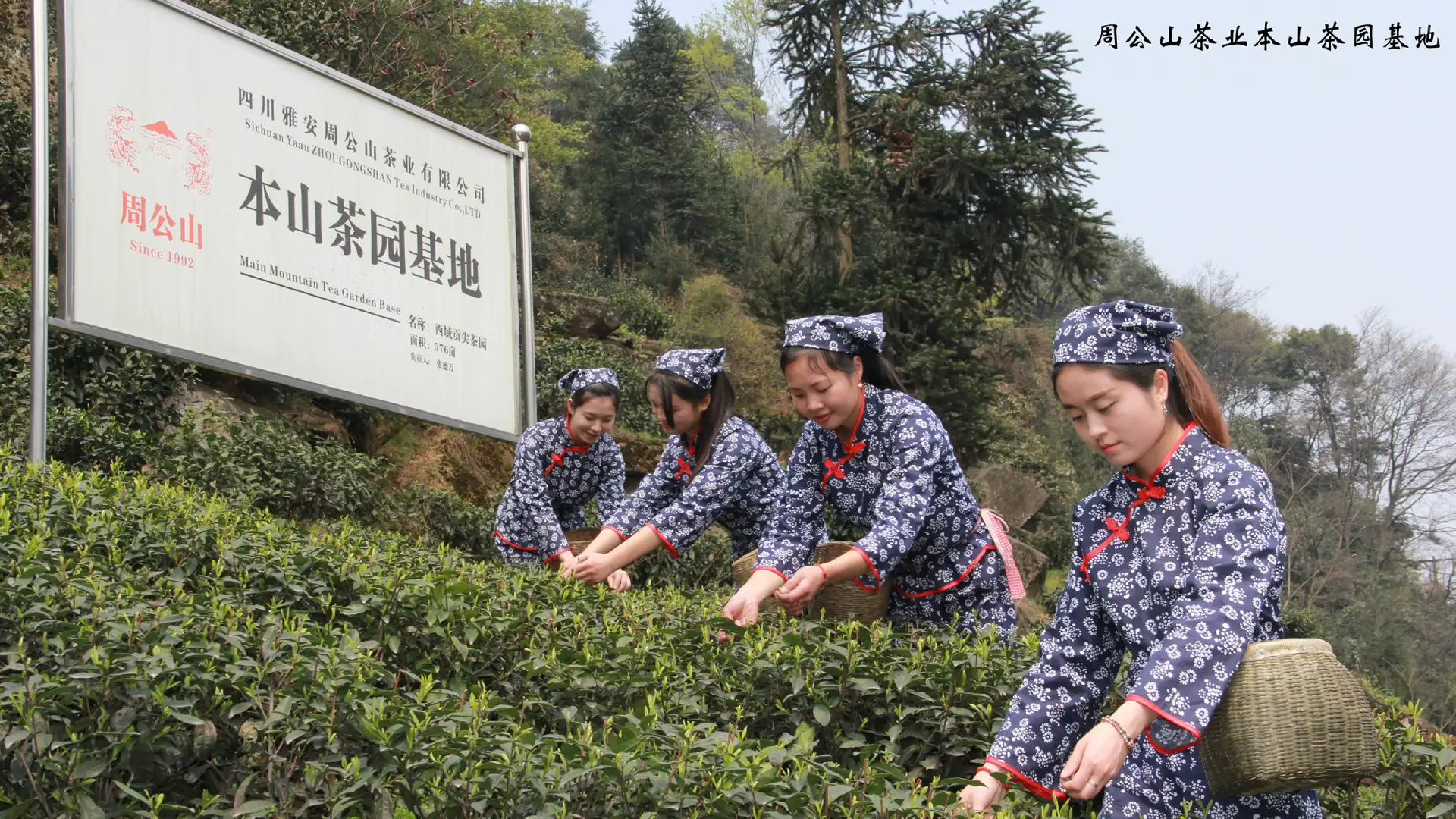 周公山茶業(yè)茶園