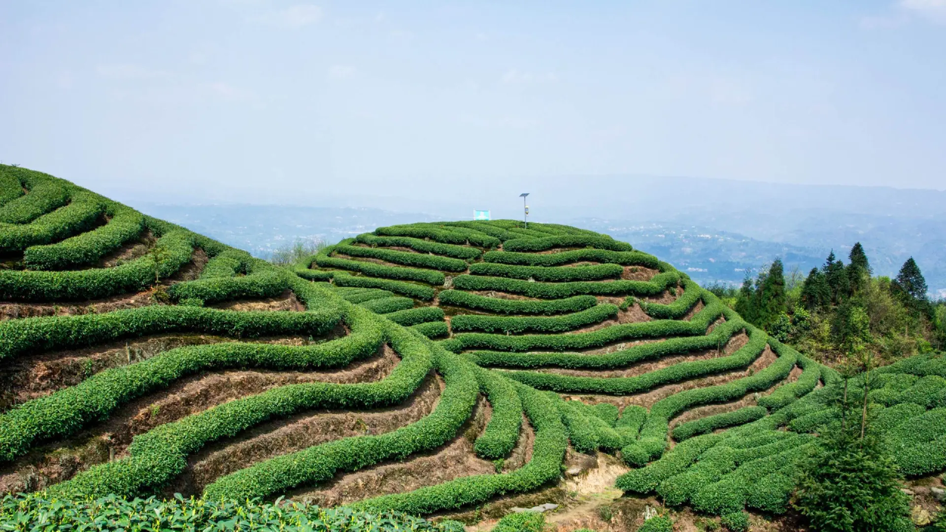 周公山茶業(yè)茶園