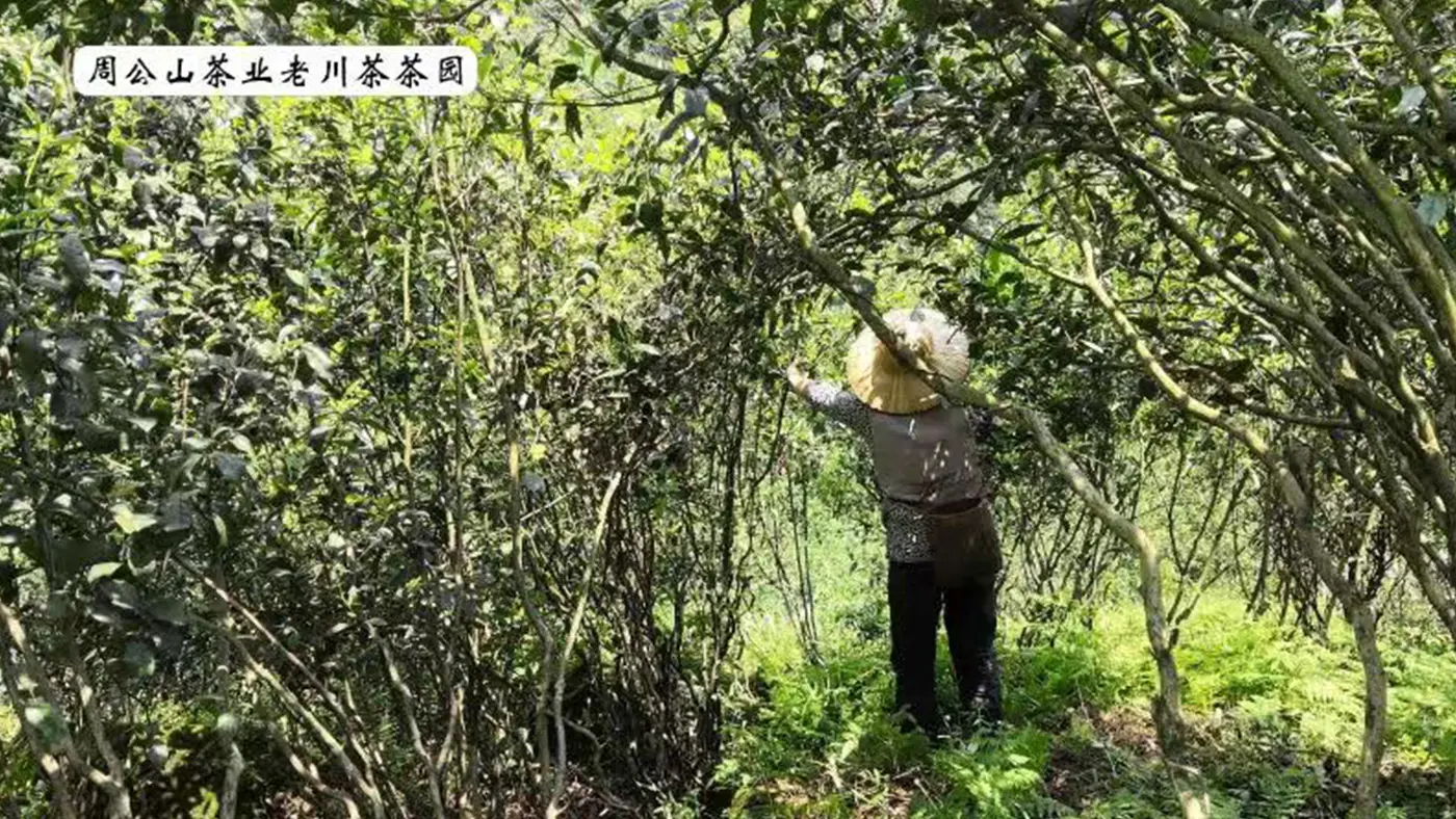 周公山茶業(yè)茶園