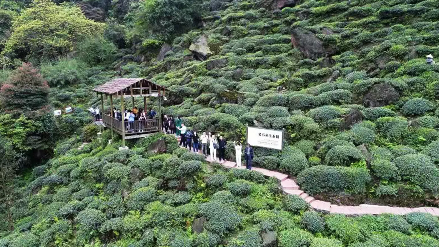 周公山茶業(yè)茶園