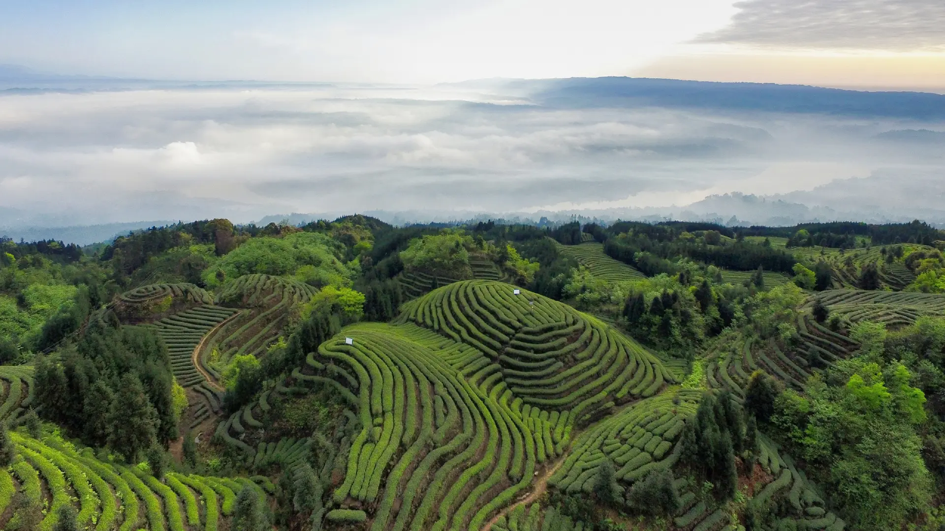 周公山茶業(yè)茶園