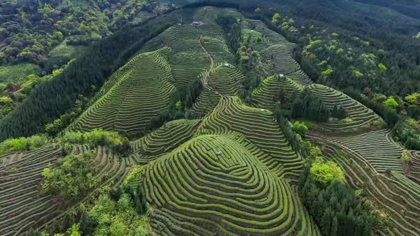 周公山茶業(yè)茶園