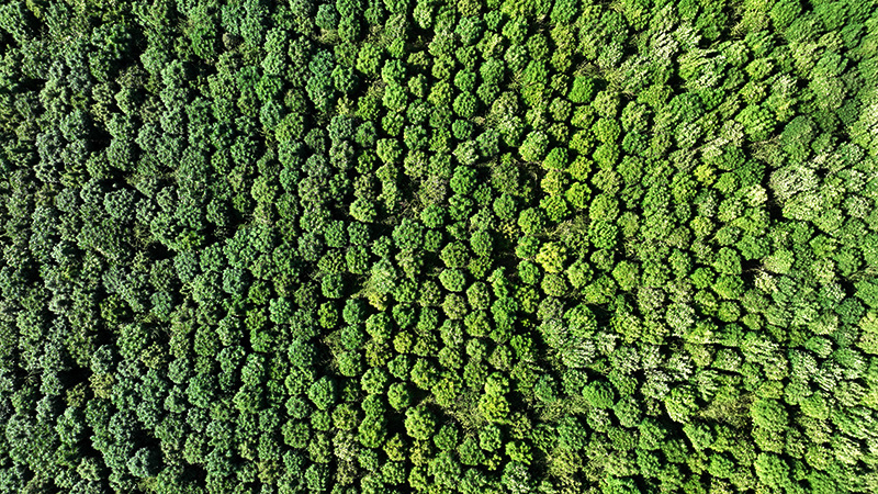 Plant Base