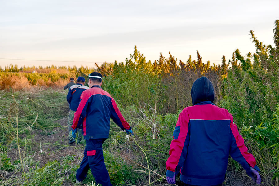 Teamwork and harvest joy between the fields