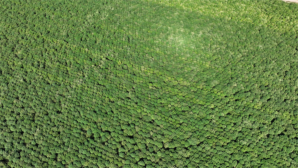 Plant Base Plant Base