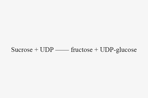 Sucrose synthase (OcSUS1)
