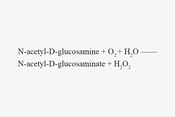 N-acylhexosamine oxidase (RsHexNAcO)