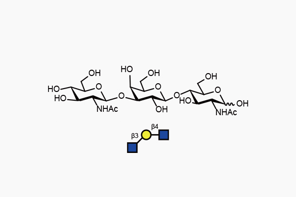 GlcNAcb1, 3Galb1, 4GlcNAc