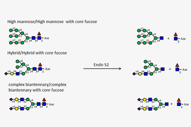 Endo-β-N-acetylglucosaminidase (high-mannose, hybrid, bisect complex- type N-glycan) (Endo S2)