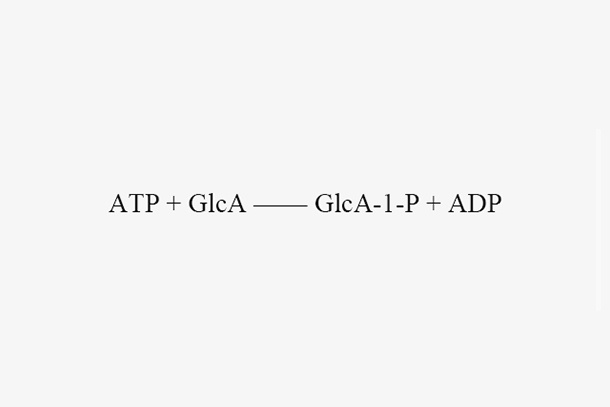 Glucuronokinase (AtGlcAK)