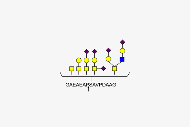Glycopeptidase (IMPa)