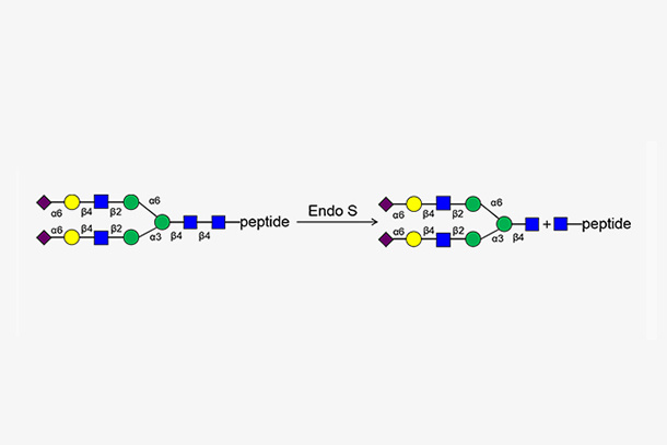 Endo-β-N-acetylglucosaminidase(Double antenna complex type) (Endo S)