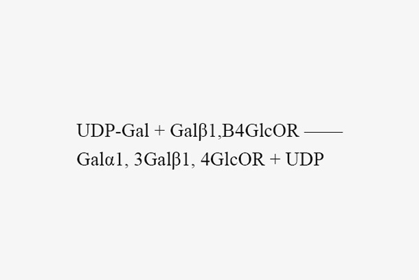 α1, 3-galactosyltransferase (α1, 3GalT)