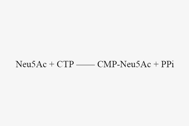 CMP-sialic acid synthetase (NmCSS)