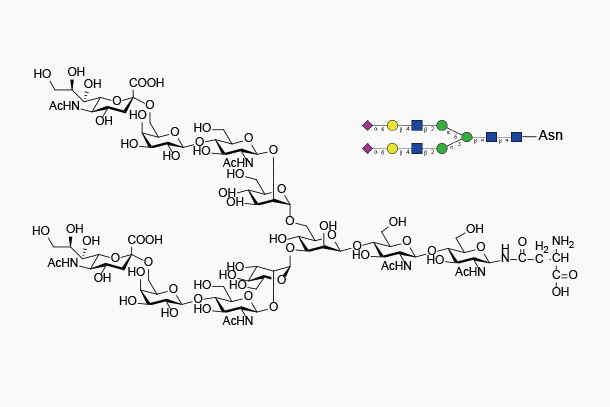 S2(6)G2-Asn