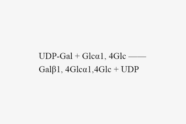 β1, 4-galactosyltransferase (LgtE)