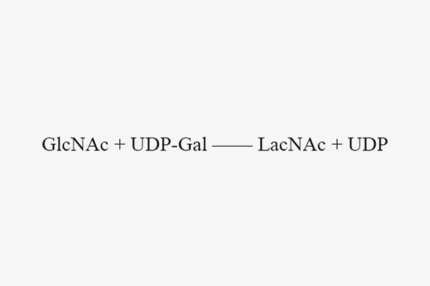 β1, 4-galactosyltransferase (LgtB)