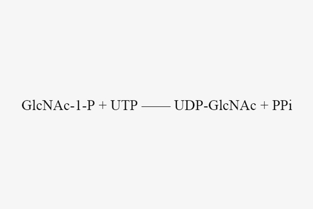 N-acetylglucosamine-1-P uridyltransferase (AGX1)