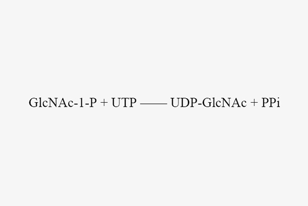 GlcNAc-1-P uridyltransferase (PmGlmU)